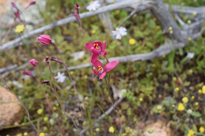 Thelymitra x macmillanii - Red Sun Orchid-Orchid-Ridge-Sep-2018p0004.JPG